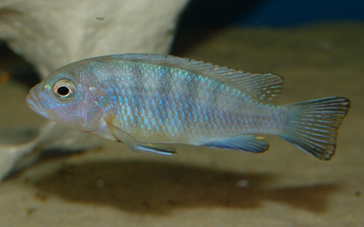 Maylandia pulpican 'Maingano Island'